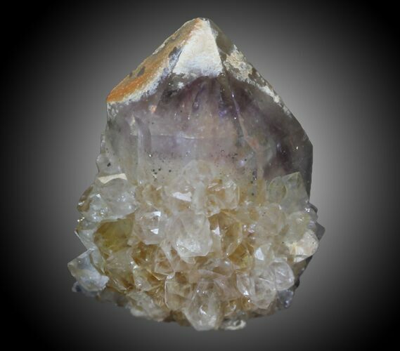 Cactus Quartz (Amethyst) Crystal - South Africa #33917